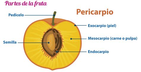 que es la jifruta|PARTES del FRUTO y sus FUNCIONES .